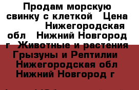 Продам морскую свинку с клеткой › Цена ­ 1 000 - Нижегородская обл., Нижний Новгород г. Животные и растения » Грызуны и Рептилии   . Нижегородская обл.,Нижний Новгород г.